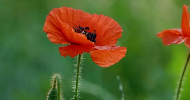 Πόπι Λουλούδι Ένα Φόντο Πράσινο Γρασίδι Νωρίς Πρωί Στο Πάρκο — Αρχείο Βίντεο