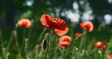 Sabahın erken saatlerinde parkta kırmızı gelincikler. 