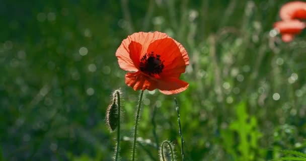 Red poppies on a background of green grass