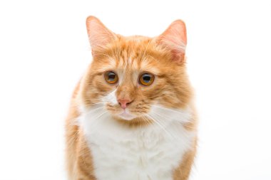 Beyaz arka planda kırmızı gözlü güzel kırmızı kedi