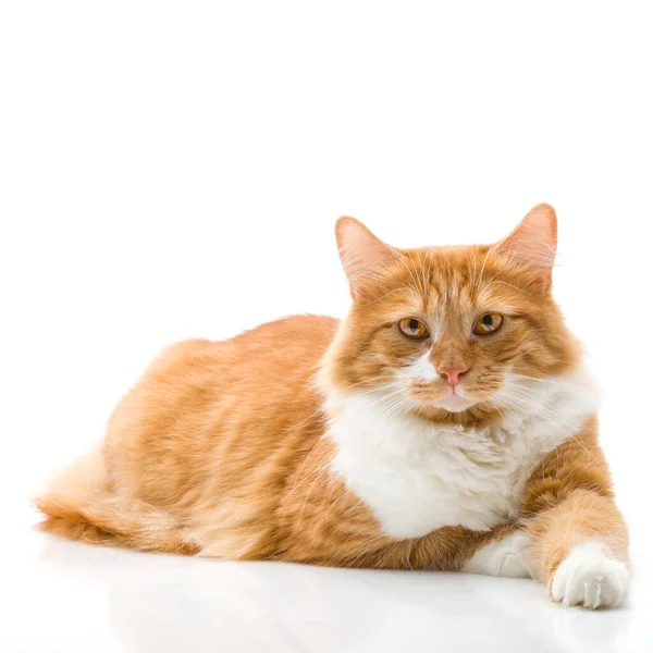 Beyaz arka planda kızıl saçlı kedi. 