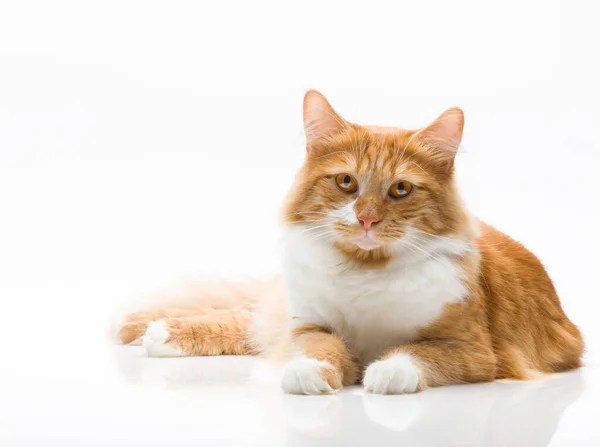 Ginger cat with beautiful amber eyes lies on a white background