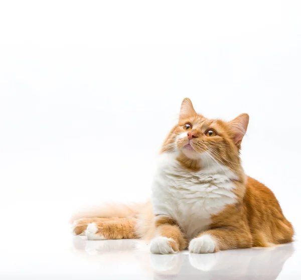 Kırmızı gözlü güzel kırmızı kedi beyaz arka planda poz veriyor. Yukarı bakıyor.