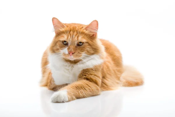 Rödhårig Katt Vit Bakgrund — Stockfoto