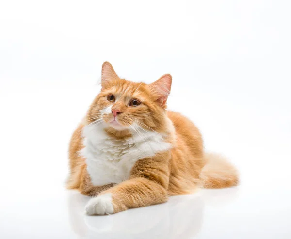 Kızıl saçlı kedi beyaz arka planda iyi görünüyor.