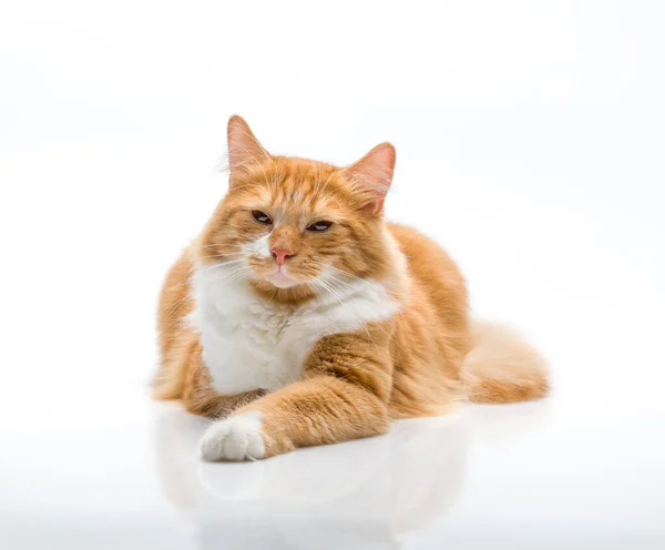Red-headed cat posing on a white background.