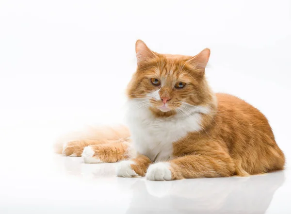 Červenovlasá Kočka Pózující Bílém Pozadí Royalty Free Stock Obrázky