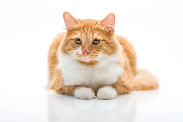 Ginger Kočka Vypadá Vpravo Nahoru Bílém Pozadí Stock Snímky