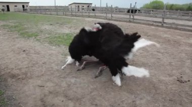 Devekuşu Çiftliğinde Çiftleşme Dansı