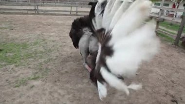 Devekuşu çiftleşme dansı yapıyor.