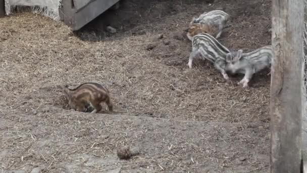 Ριγέ Χοιρίδια Παίζουν Περιφραγμένη Περιοχή Για Ζώα — Αρχείο Βίντεο