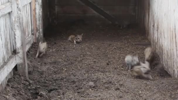 Porquinhos Listrados Engraçados Jogam Catch Fazenda — Vídeo de Stock