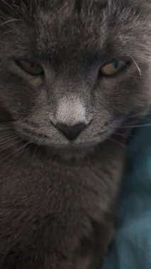 Mavi yatakta dinlenen gri kedinin dikey görüntüsü, evcil hayvan anı, sakin kedi yüzü ve yumuşak ifade