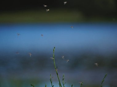 Gün batımında sivrisinek bulutu oluşumu