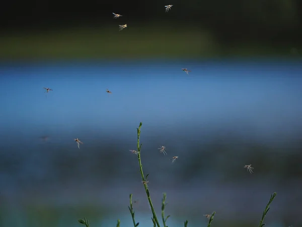 Muggenwolk Vorming Bij Zonsondergang — Stockfoto