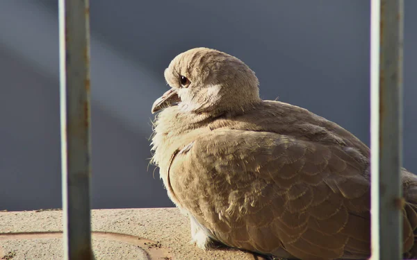 นกพ ราบเต อาบน าในร ตะว นตก — ภาพถ่ายสต็อก