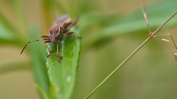 Macro Detail Head Eyes Alydus Calcaratus — Stock Photo, Image