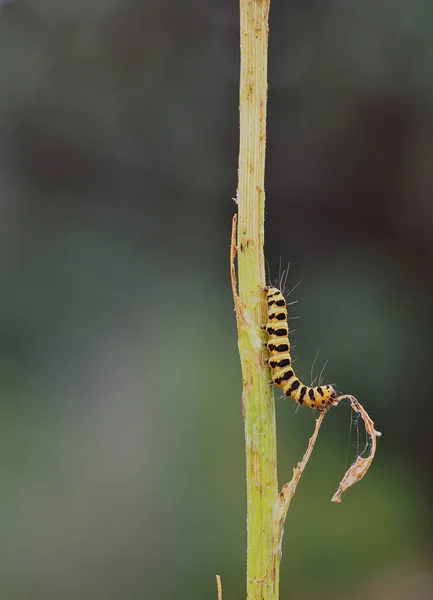 Gele Zwarte Rups Macro Een Volledig Verslonden Plant — Stockfoto