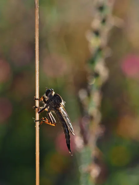 Macro Détail Mouche Assassin Perché Sur Brindille — Photo