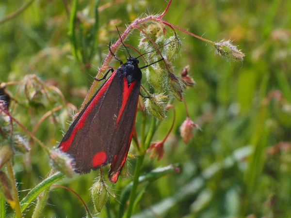 Kleine Zwarte Rode Gevleugelde Vlinder Groene Grassen — Stockfoto