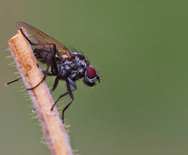 Macro Détail Mouche Commune Profil Sur Fond Flou — Photo