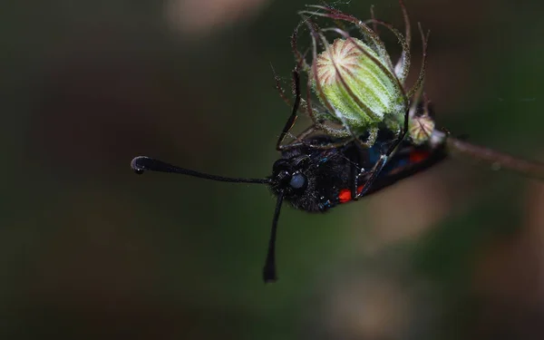 Nachtmakro Eines Kleinen Schwarzen Schmetterlings Mit Roten Flecken — Stockfoto