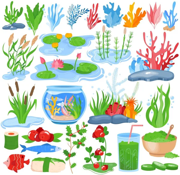 Algen Wasserpflanzen, Algen Vektor Illustrationsset, Cartoon flache Unterwasser-Natur Sammlung von Meer Ozean Aquarium Flora isoliert auf weiß — Stockvektor