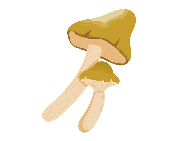 Ätlig natur svamp, skog bakgrund, höst boletus set, isolerad på vitt, design, platt stil vektor illustration. — Stock vektor