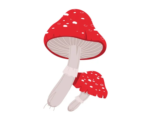 Amanita gomba, lédús organikus növényi szezon, sötétebb közelkép, elszigetelt fehér, design, lapos stílusú vektor illusztráció. — Stock Vector