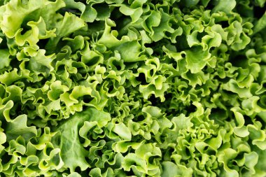 Marul yakın çekim, sağlıklı yeşil taze yaprakları