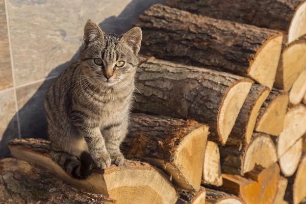 Yavru kedi kışa hazırlanan çeşidinde oturuyor