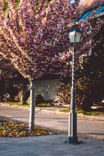Sokak sakura ağaçlar ve bir sokak lambası, güzel gün batımı veya gündoğumu, bir şehir, bahar çiçekleri ağaçlar ve güneş ışığı, tüyler ürpertici ve yürüyüş için iyi bir yer 