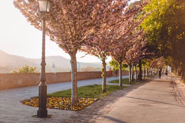 Sokak sakura ağaçlar ve bir sokak lambası, güzel gün batımı veya gündoğumu, bir şehir, bahar çiçekleri ağaçlar ve güneş ışığı, tüyler ürpertici ve yürüyüş için iyi bir yer 