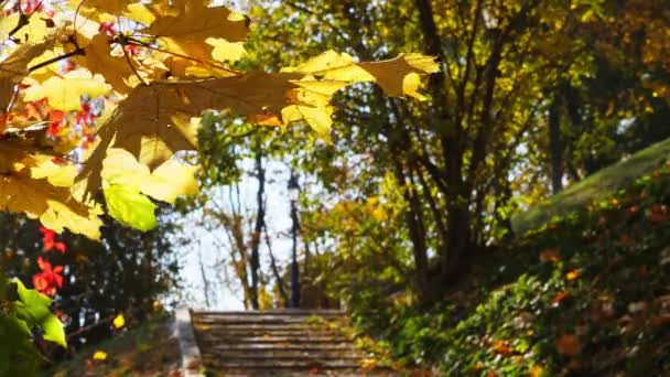 Güneşli Sonbahar Günü Parkta Sarı Yapraklar Merdiven — Stok video