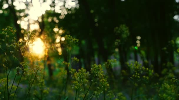 Bosbodem Bij Zonsondergang Avonds Zomer Hout — Stockvideo