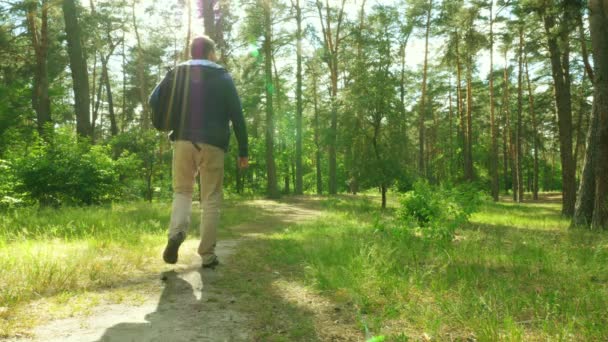 Turista Caminando Por Bosque Verano — Vídeos de Stock