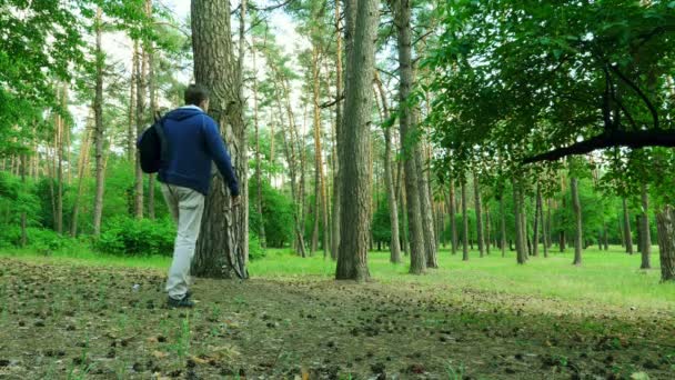 Man Med Ryggsäck Går Ner Skogen Nära Tallar — Stockvideo