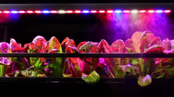 Automatización Futurista Plantas Riego Invernadero Tecnología Agrícola Moderna — Vídeos de Stock