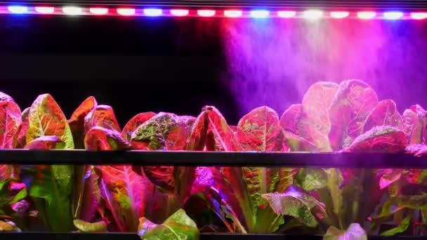 Processus Automatisation Des Plantes Arrosant Sous Des Lumières Led Multicolores — Video