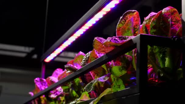 植物在多色带领的灯之下与自动加湿器 — 图库视频影像