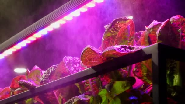 Befeuchter Bewässerungspflanzen Gewächshaus Mit Bunten Led Lampen — Stockvideo