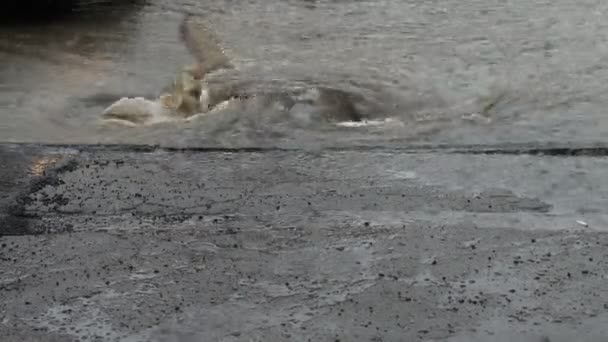 Woda Zalanych Ulicach Miasta Wpada Odpływ Burzy — Wideo stockowe
