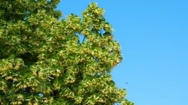 Birçok kelebek ıhlamur etrafında uçar. Yaz sezonu.