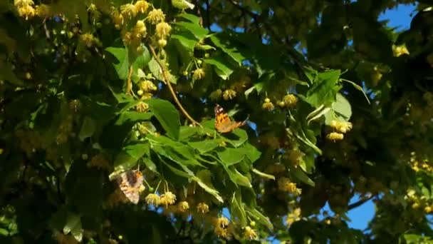 Flores Tilo Muchas Mariposas — Vídeo de stock