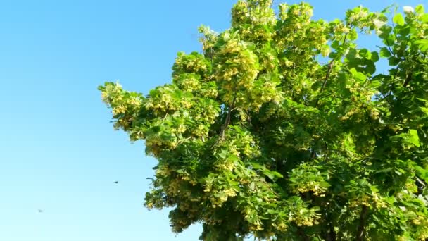 Sacco Farfalle Vicino All Albero Nella Foresta — Video Stock