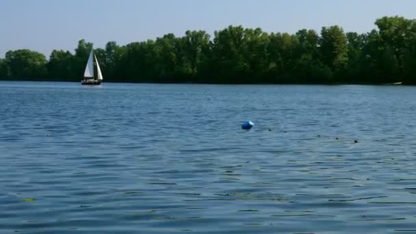 Small Sailing Yacht River Summer Day — Stock Video