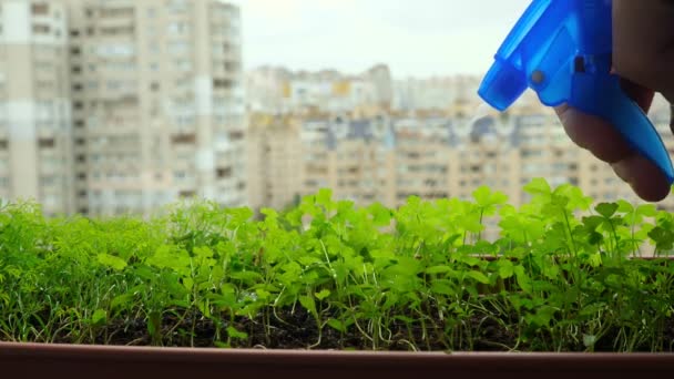 Cultivando plantas en casa. Plantas de aspersión a mano con agua en el balcón o ventana . — Vídeo de stock