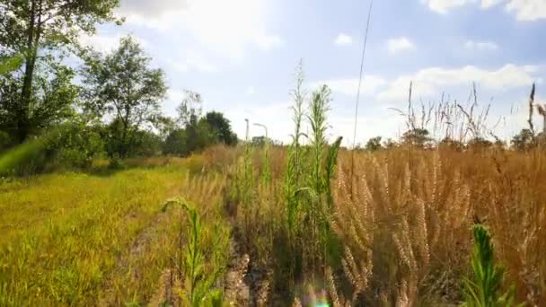 La macchina fotografica si muove attraverso erba verde alta e fiori in un campo estivo. — Video Stock