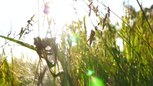 Grasshopper si siede su un filo d'erba in una calda giornata estiva — Video Stock