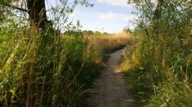 Kamera yaz tarlaları ve ağaçlar arasında bir yol boyunca hareket eder..